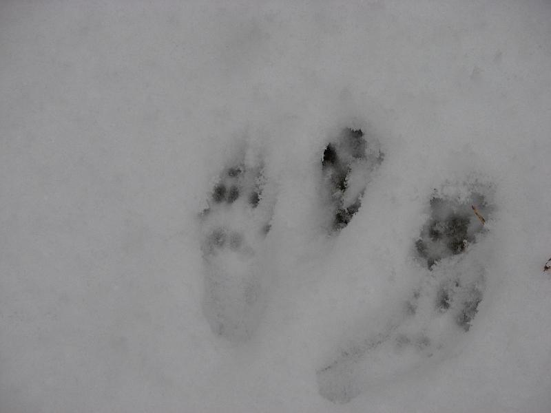 2008-12-07_First_Snow 011.jpg